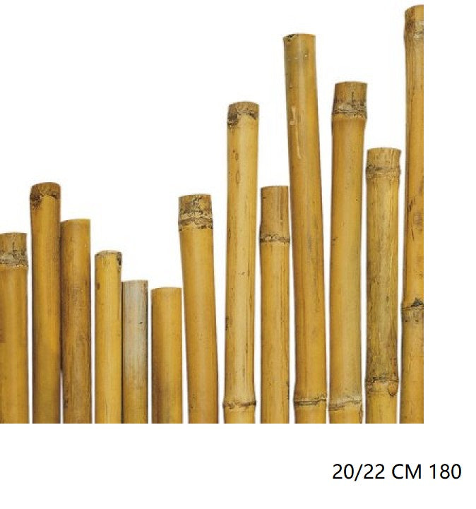 CANNA BAMBU'''' 20/22 CM 180
