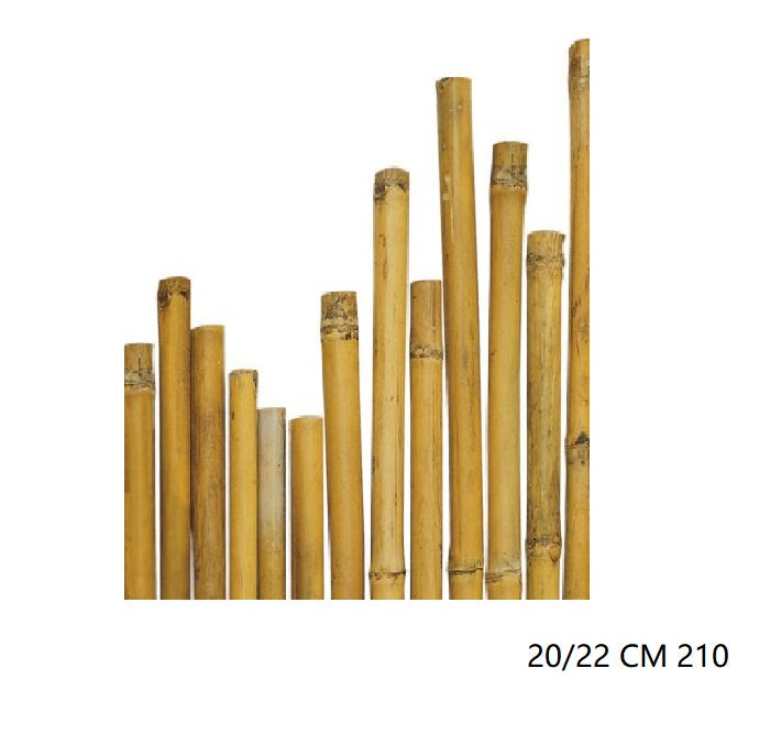 CANNA BAMBU'' 20/22 CM 210