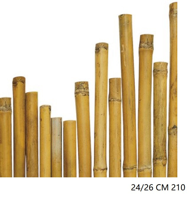 CANNA BAMBU'''' 24/26 CM 210