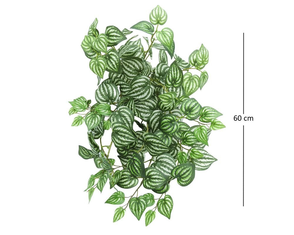 FITONIA CADENTE H60/D40CM