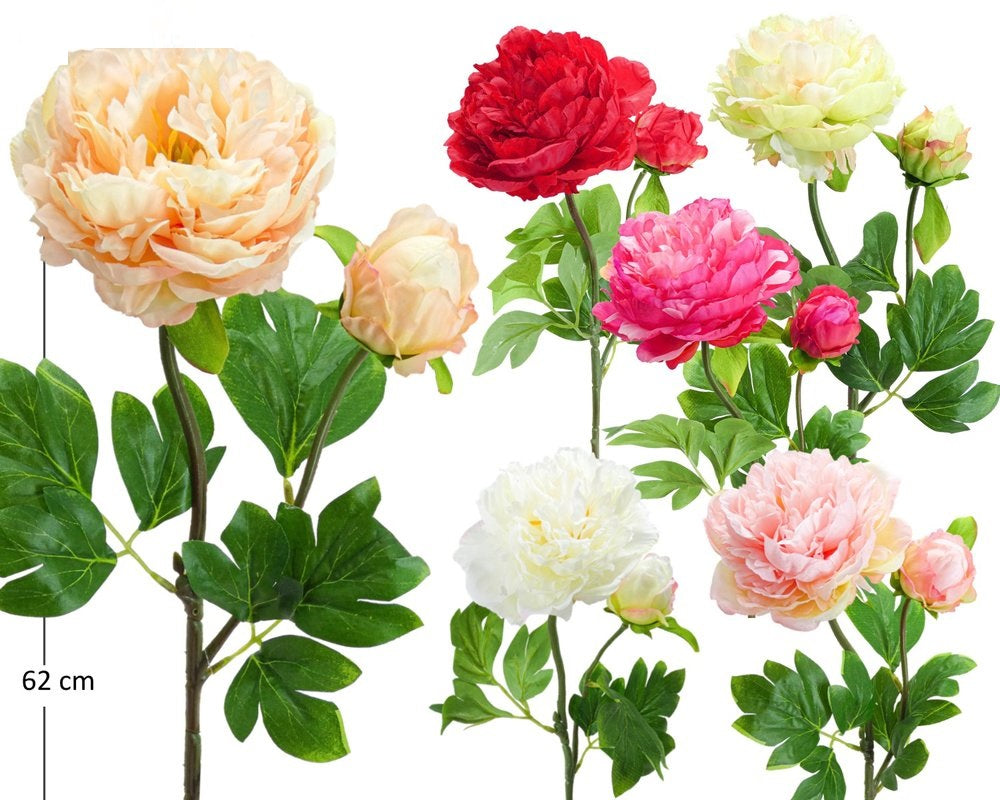 PEONIA X 2 H62/D12CM BOX