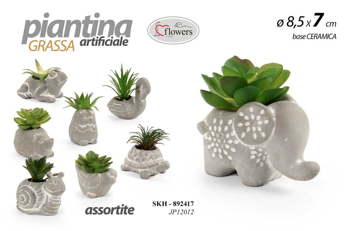 PIANTINA GRASSA 8,5*6,5 JP12012
