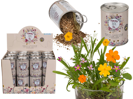 FIORE IN LATTINA, PRATO FIORITO, 24 PZ. PER DISPLAY