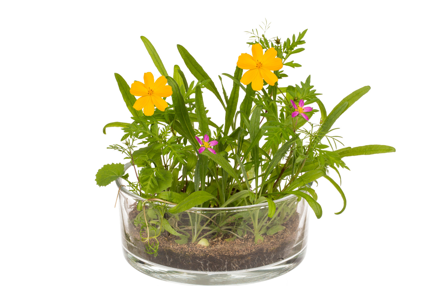 FIORE IN LATTINA, PRATO FIORITO, 24 PZ. PER DISPLAY
