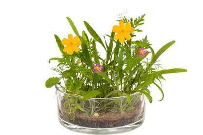 FIORE IN LATTINA, PRATO FIORITO, 24 PZ. PER DISPLAY
