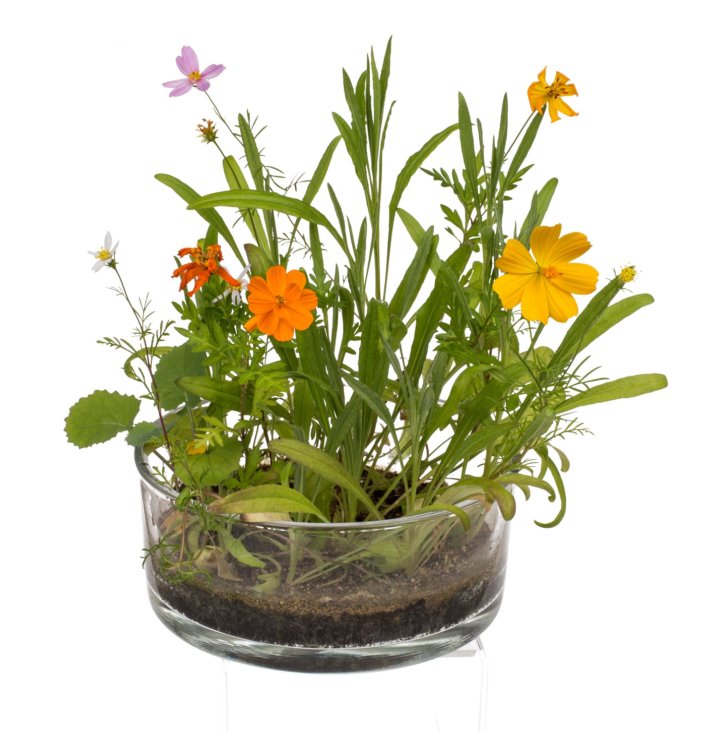 FIORE IN LATTINA, PRATO FIORITO, 24 PZ. PER DISPLAY