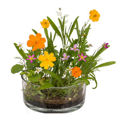 FIORE IN LATTINA, PRATO FIORITO, 24 PZ. PER DISPLAY