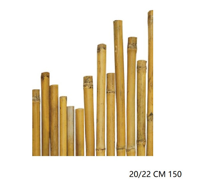 CANNA BAMBU'' 20/22 CM 150