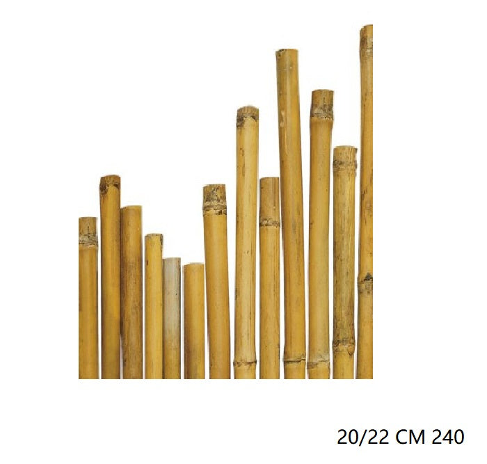 CANNA BAMBU'' 20/22 CM 240