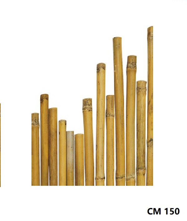 CANNA BAMBU'' 22/24 CM 150