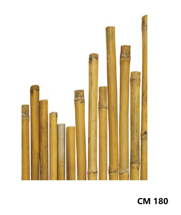 CANNA BAMBU'' 22/24 CM 180