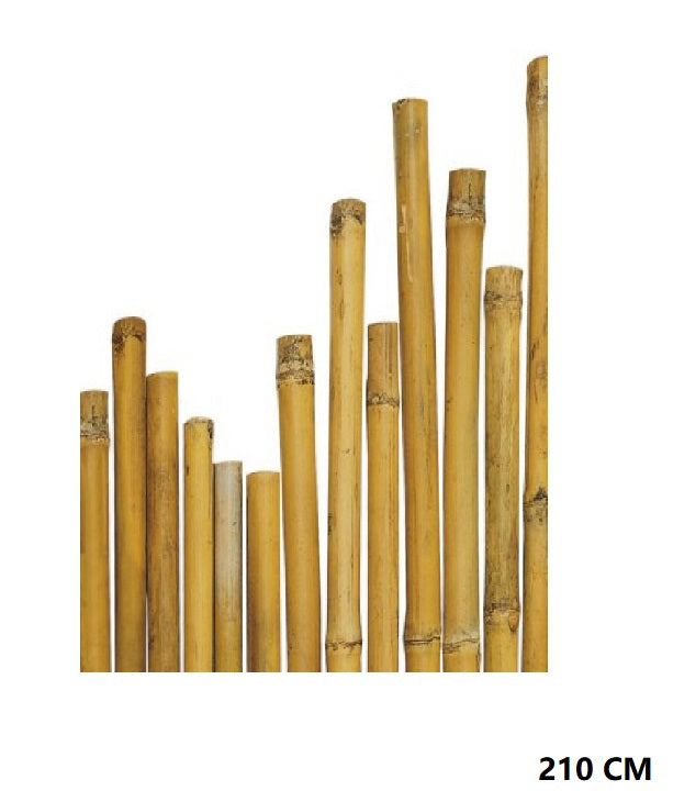 CANNA BAMBU'' 22/24 CM 210
