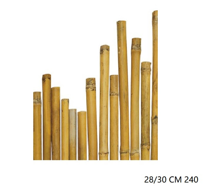 CANNA BAMBU'' 28/30 CM 240