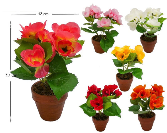 VASETTO BEGONIA H17CM 13 (GR. 100CA)