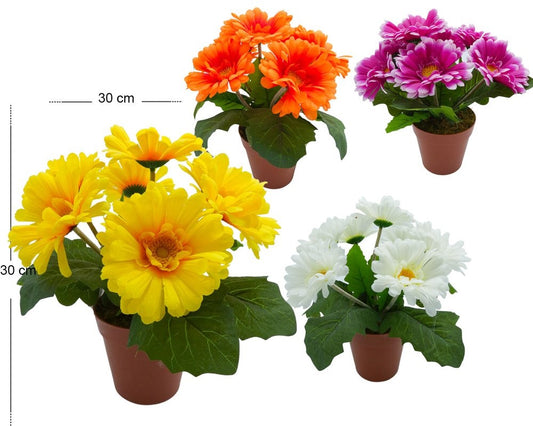 GERBERA X7FIORI IN VASO H30 30CM - BOX