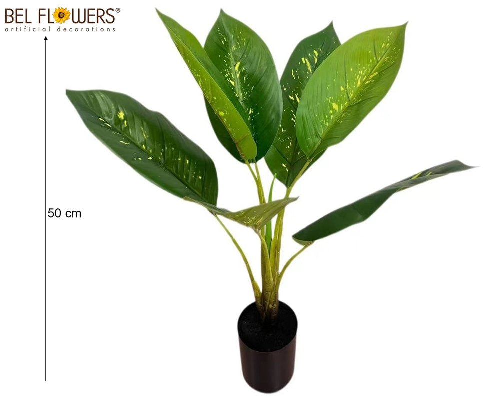 DIEFFENBACHIA 50CM 7 FOGLIE