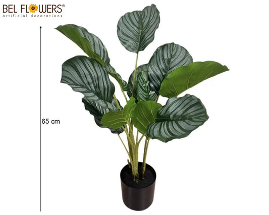 MARANTA 65CM X3 12 FOGLIE