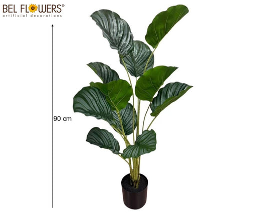 MARANTA 90CM X3 12 FOGLIE