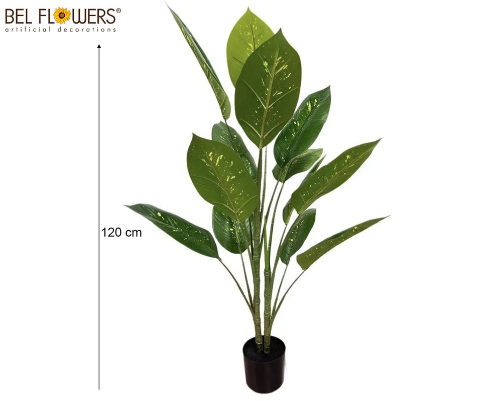 DIEFFENBACHIA 120CM 15 FOGLIE