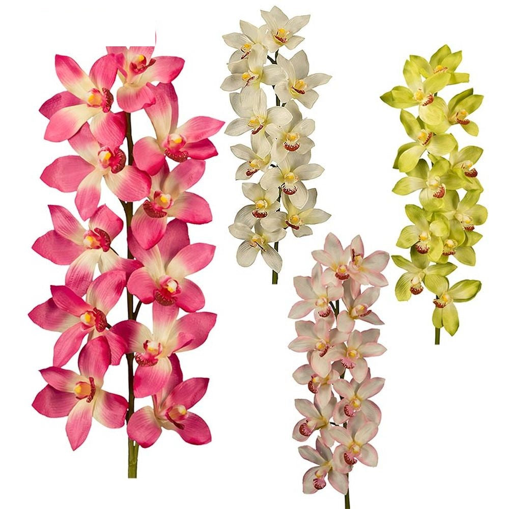 CYMBIDIUM X 11 - BOX