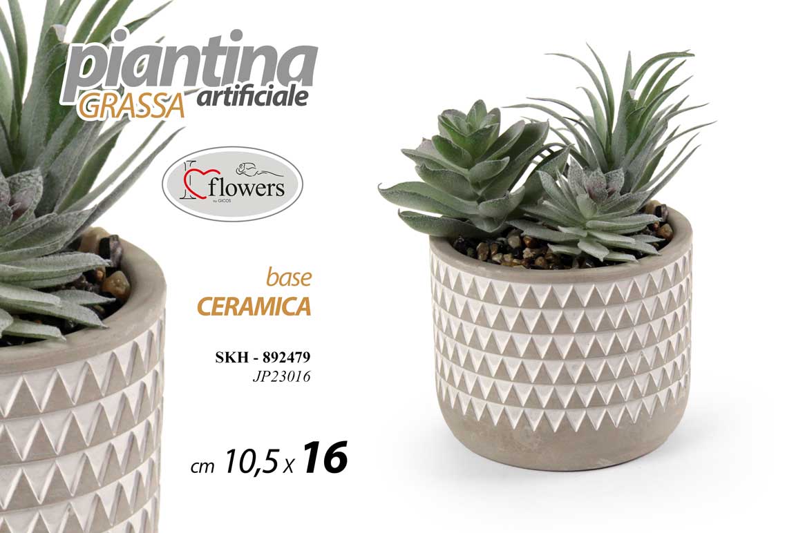 PIANTINA GRASSA 10,5*15,5