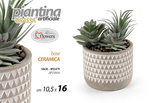 PIANTINA GRASSA 10,5*15,5